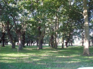 KONICA MINOLTA DIGITAL CAMERA